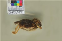 藏品(麻雀)的圖片